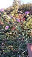 Image de Cirsium serrulatum (M. Bieb.) Fischer