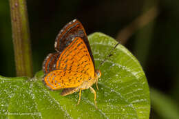 Image of Calephelis braziliensis McAlpine (1971)