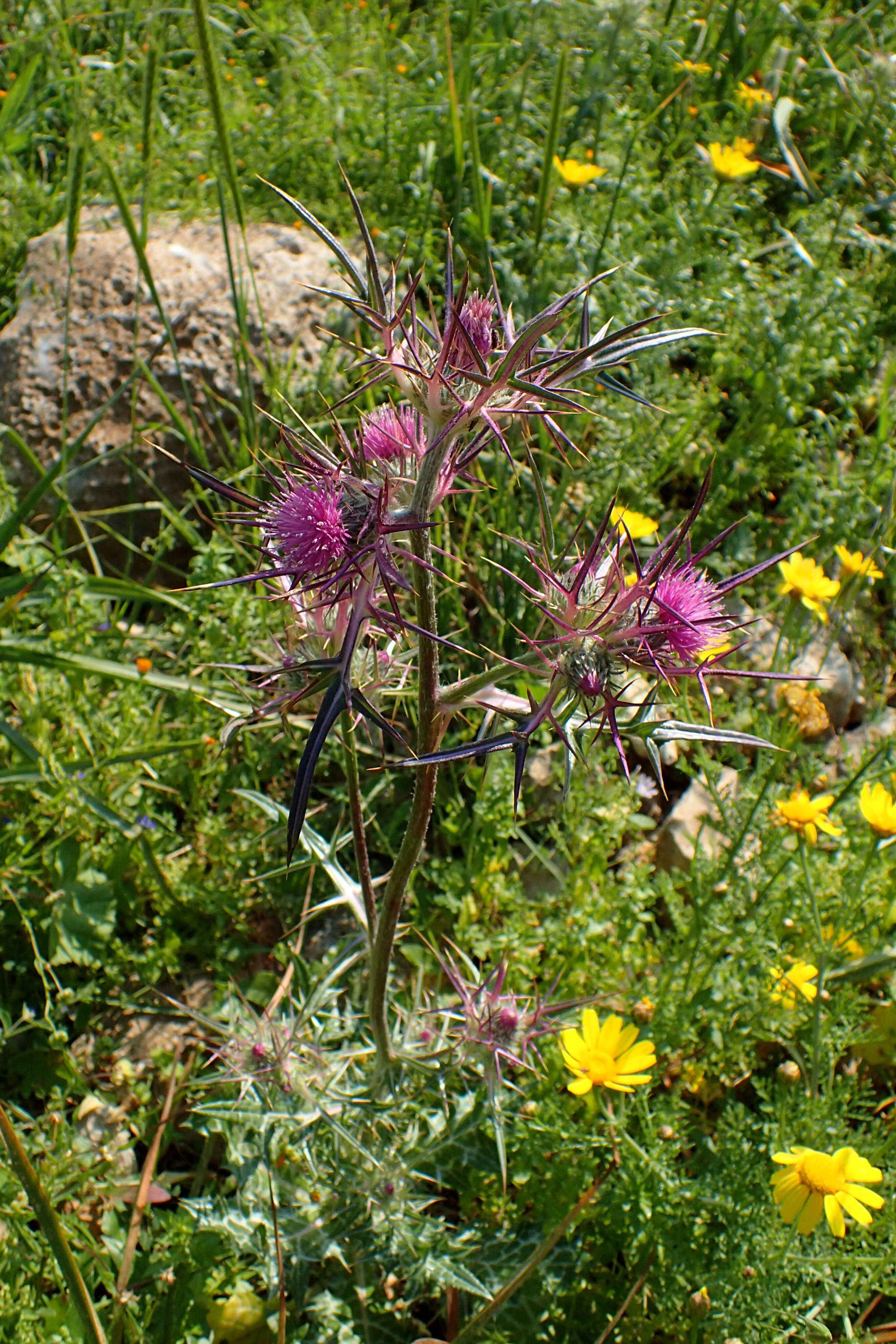 Image of Notobasis syriaca (L.) Cass.