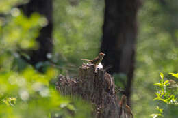 Image of Bachman's Sparrow