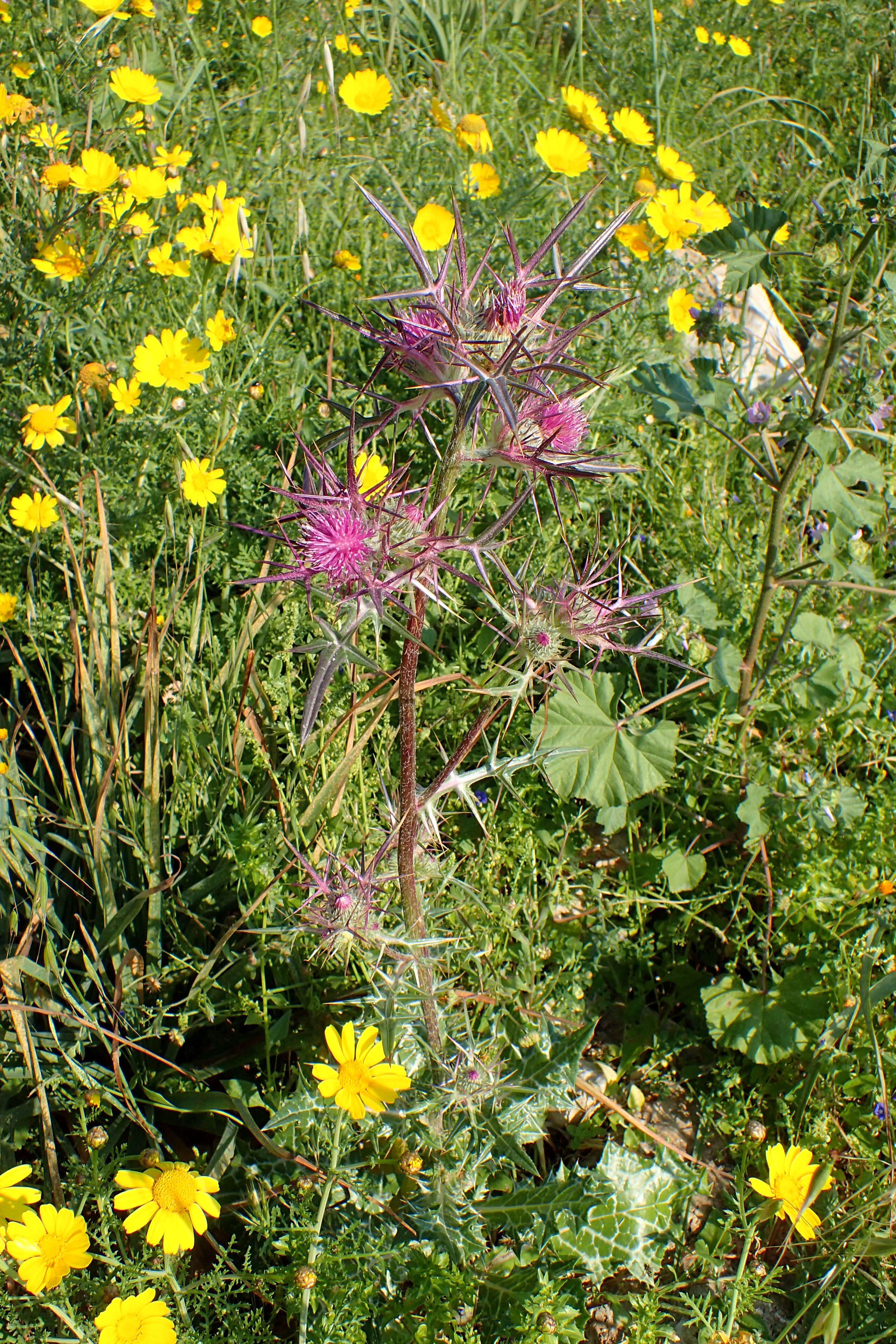 Image of Notobasis syriaca (L.) Cass.