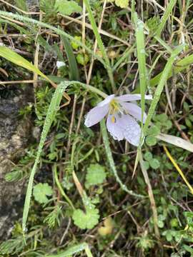 Image of Colchicum hungaricum Janka