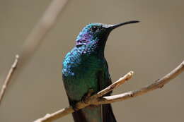 Image of Lesser Violetear