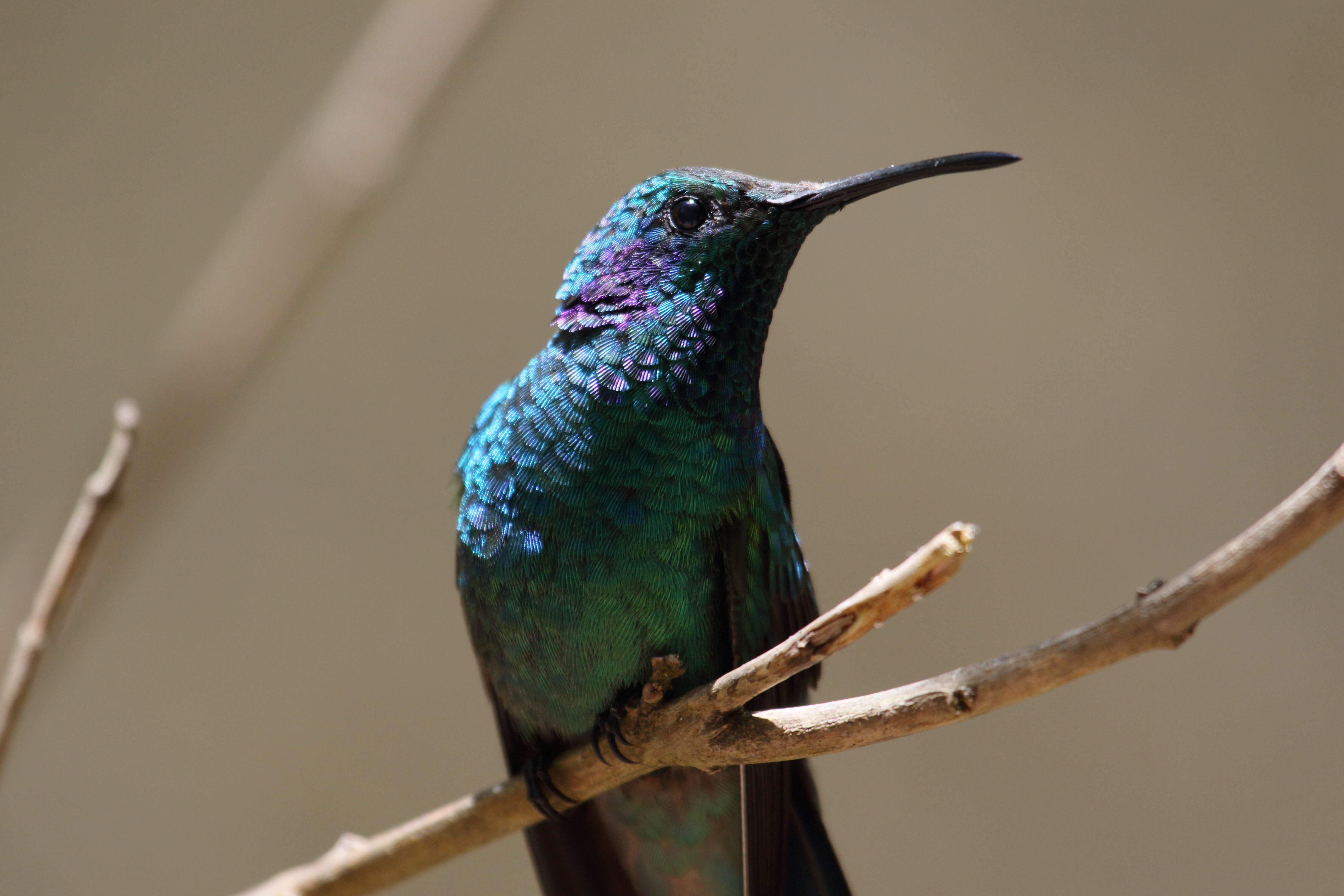 Image of Lesser Violetear