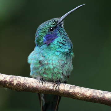 Image of Lesser Violetear