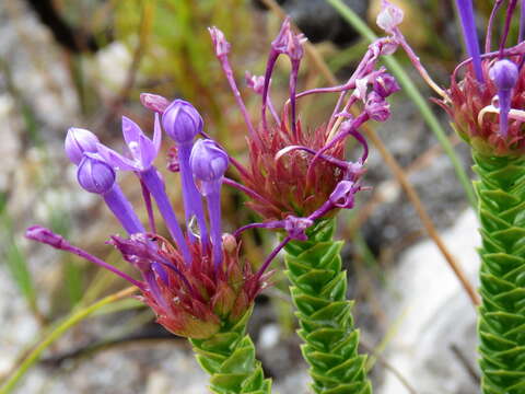 Image of Rhigiophyllum