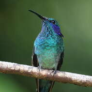 Image of Lesser Violetear