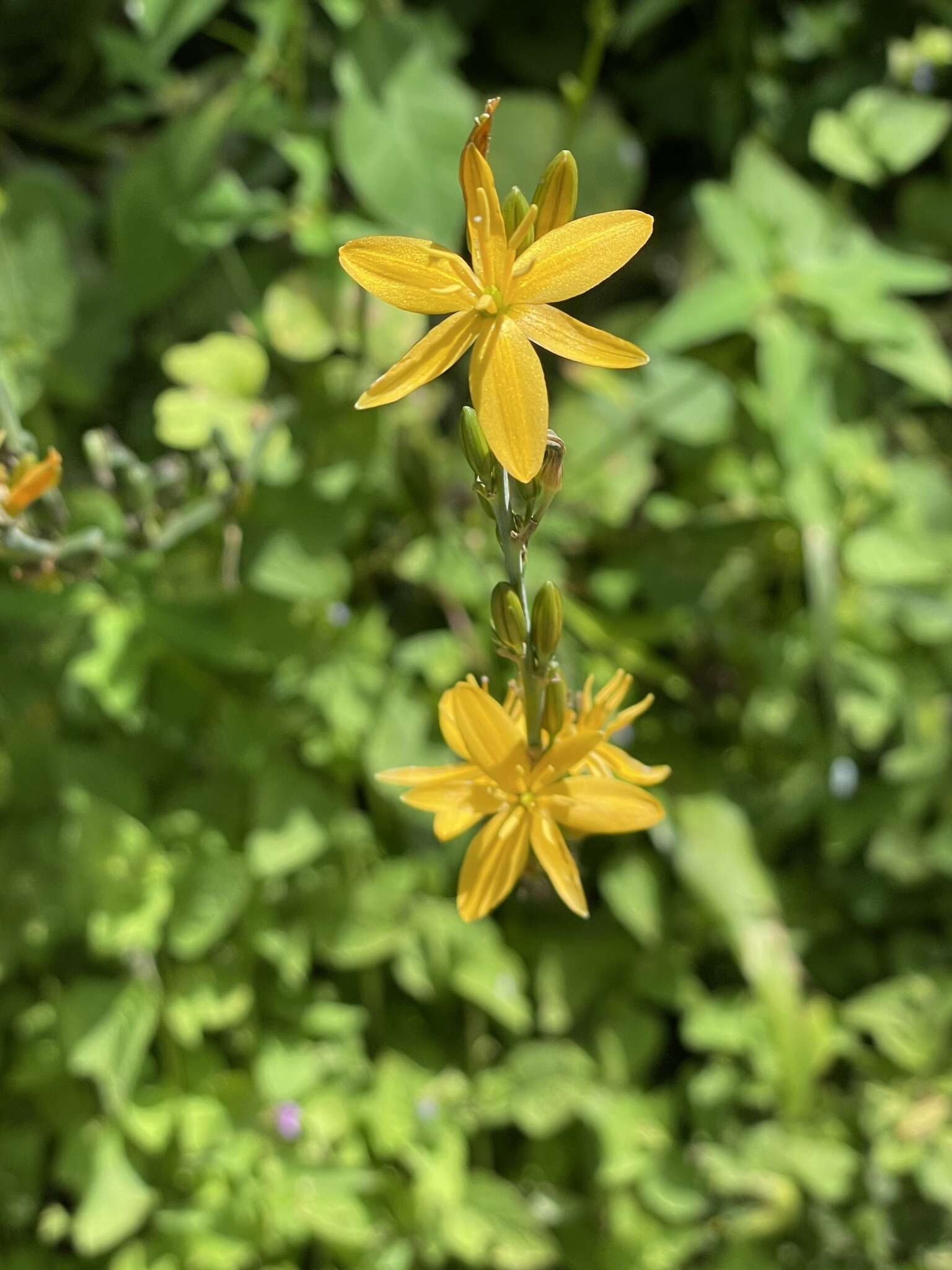 Image de Echeandia michoacensis (Poelln.) Cruden