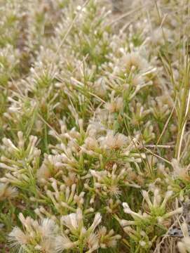 Image of Baccharis linearifolia (Lam.) Pers.