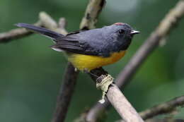 Image of Slate-throated Whitestart