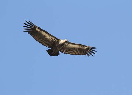 Image of Asian White-backed Vulture