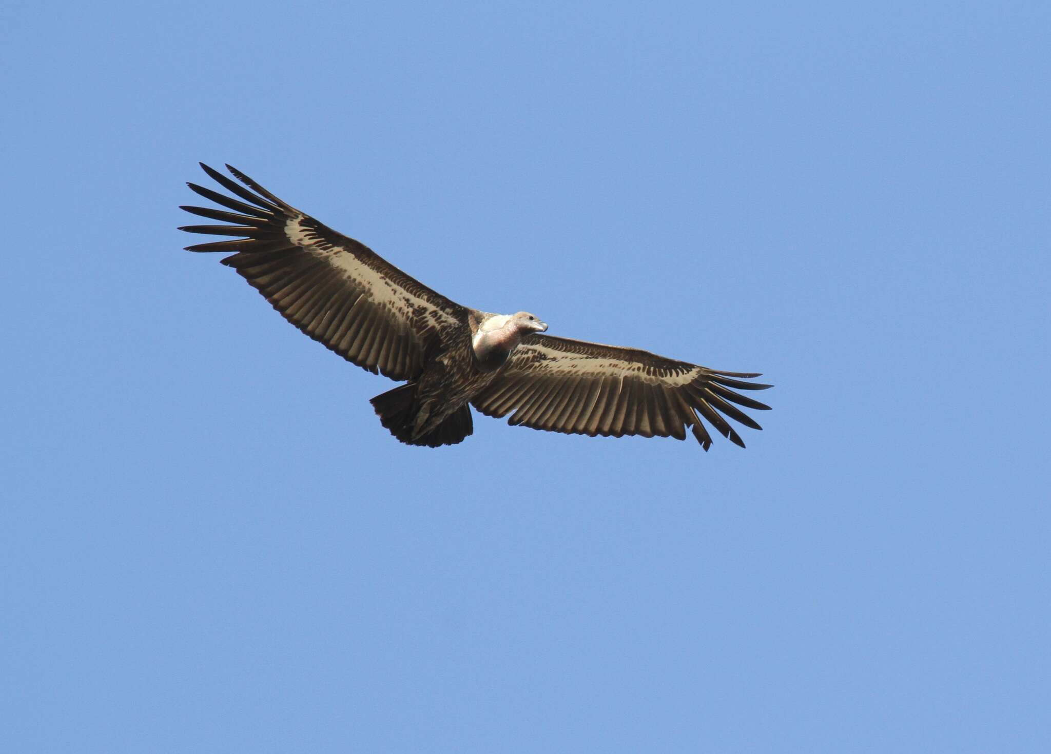 Image of Asian White-backed Vulture