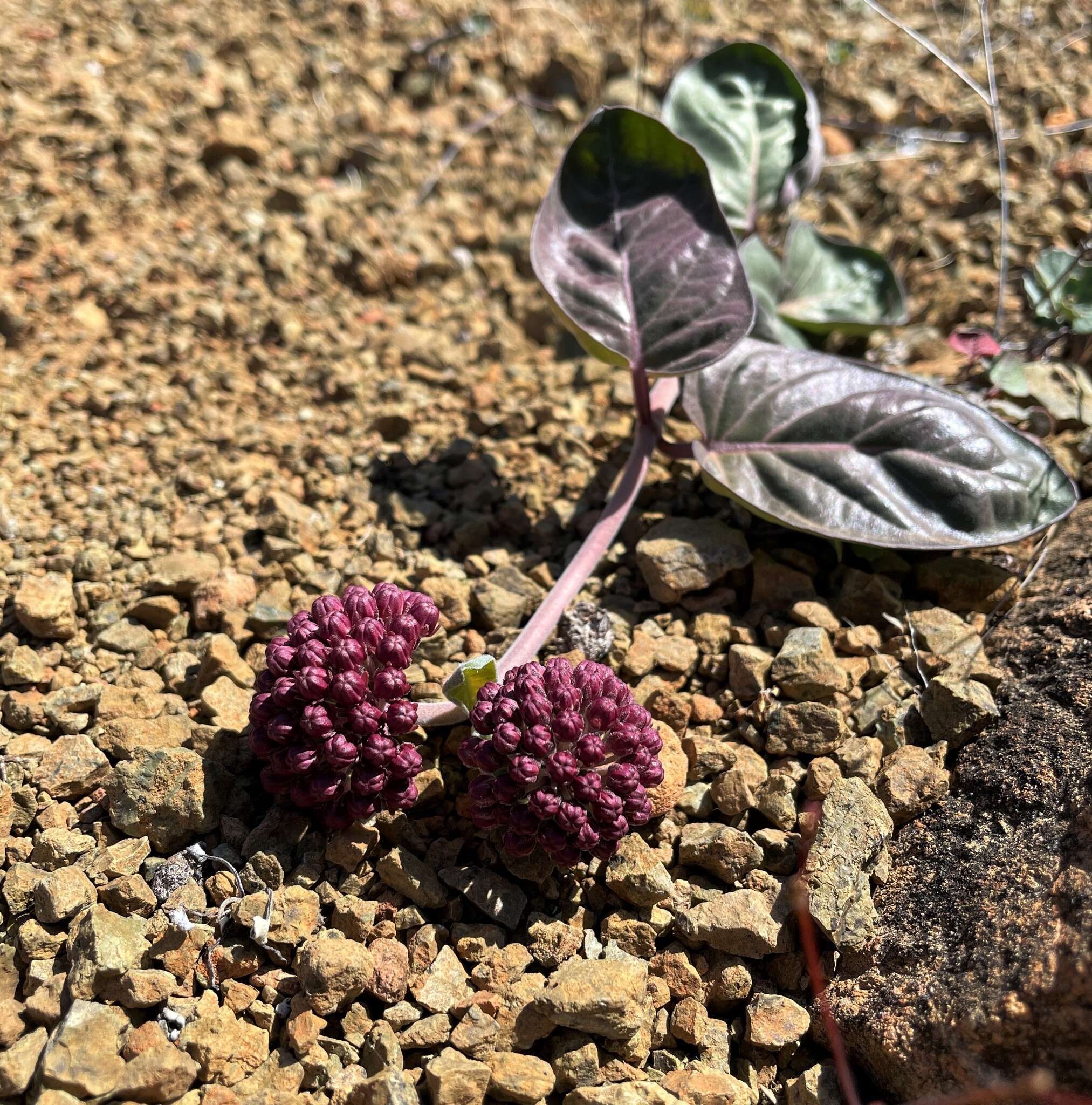 Image of serpentine milkweed