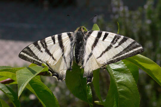 Image of Iphiclides