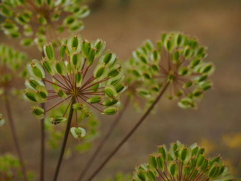 Image of Thapsia villosa L.