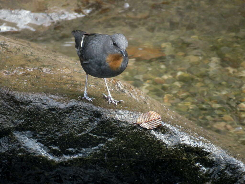 Image of Rufous-throated Dipper