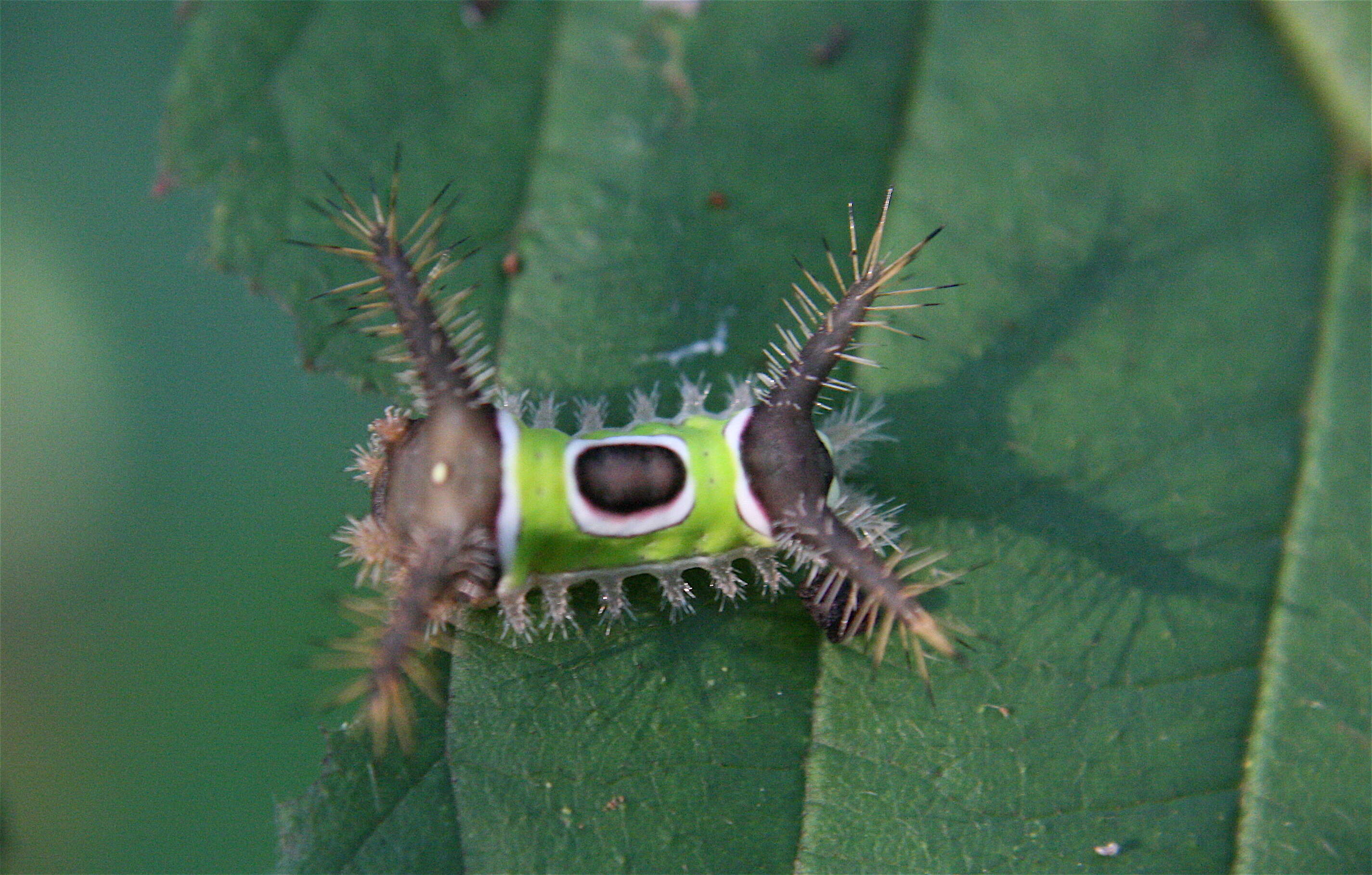 Image of Acharia stimulea