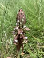 Image of Satyrium cristatum var. cristatum