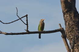 Image of Lineated Barbet