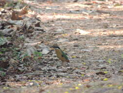 Plancia ëd Pitta brachyura (Linnaeus 1766)