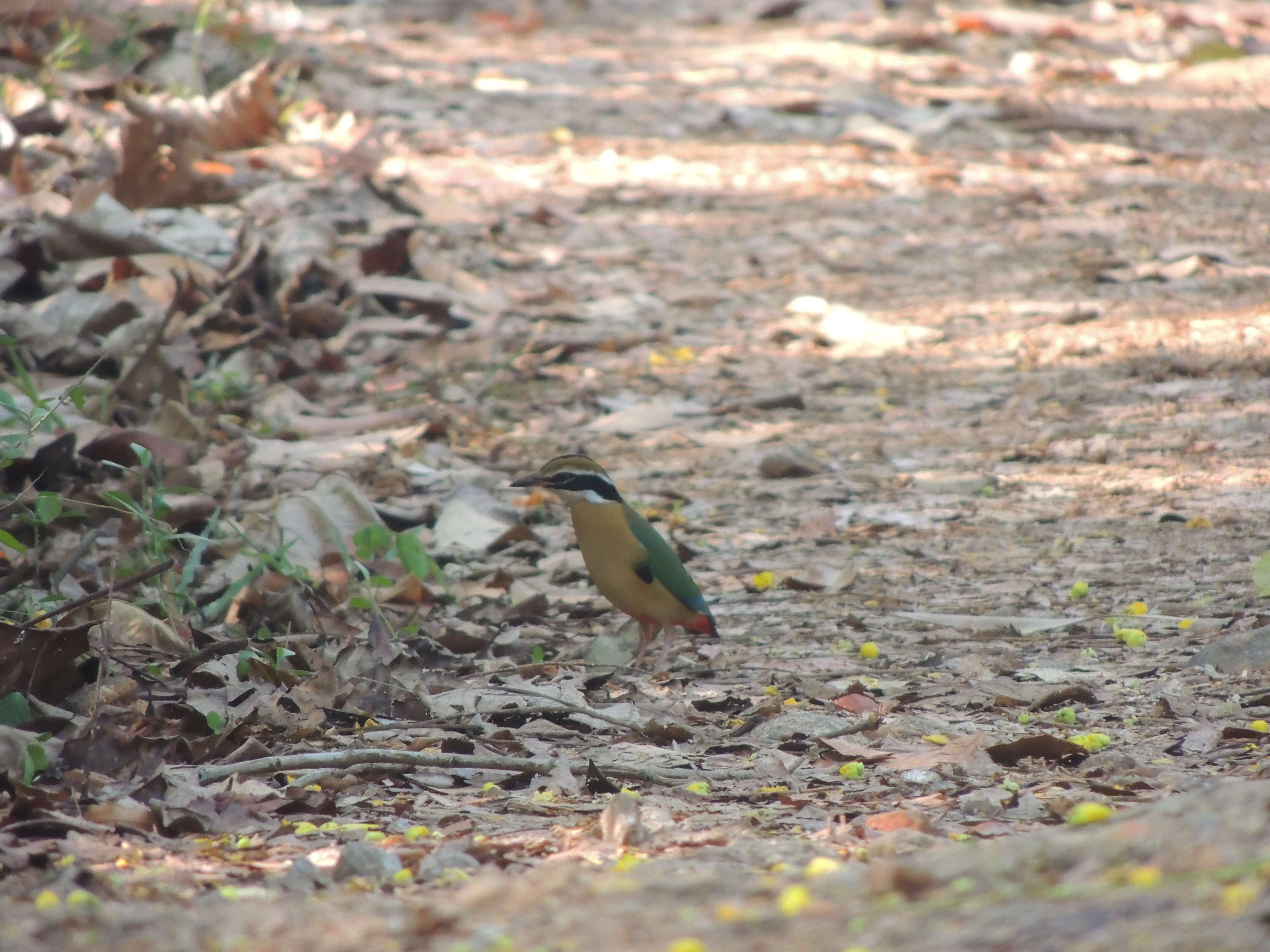 Plancia ëd Pitta brachyura (Linnaeus 1766)