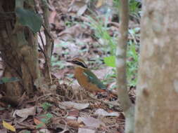 Plancia ëd Pitta brachyura (Linnaeus 1766)