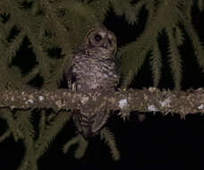 Image of Rusty-barred Owl