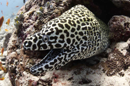 Image of Spotted moray