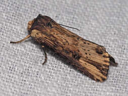 Image de noctuelle putride