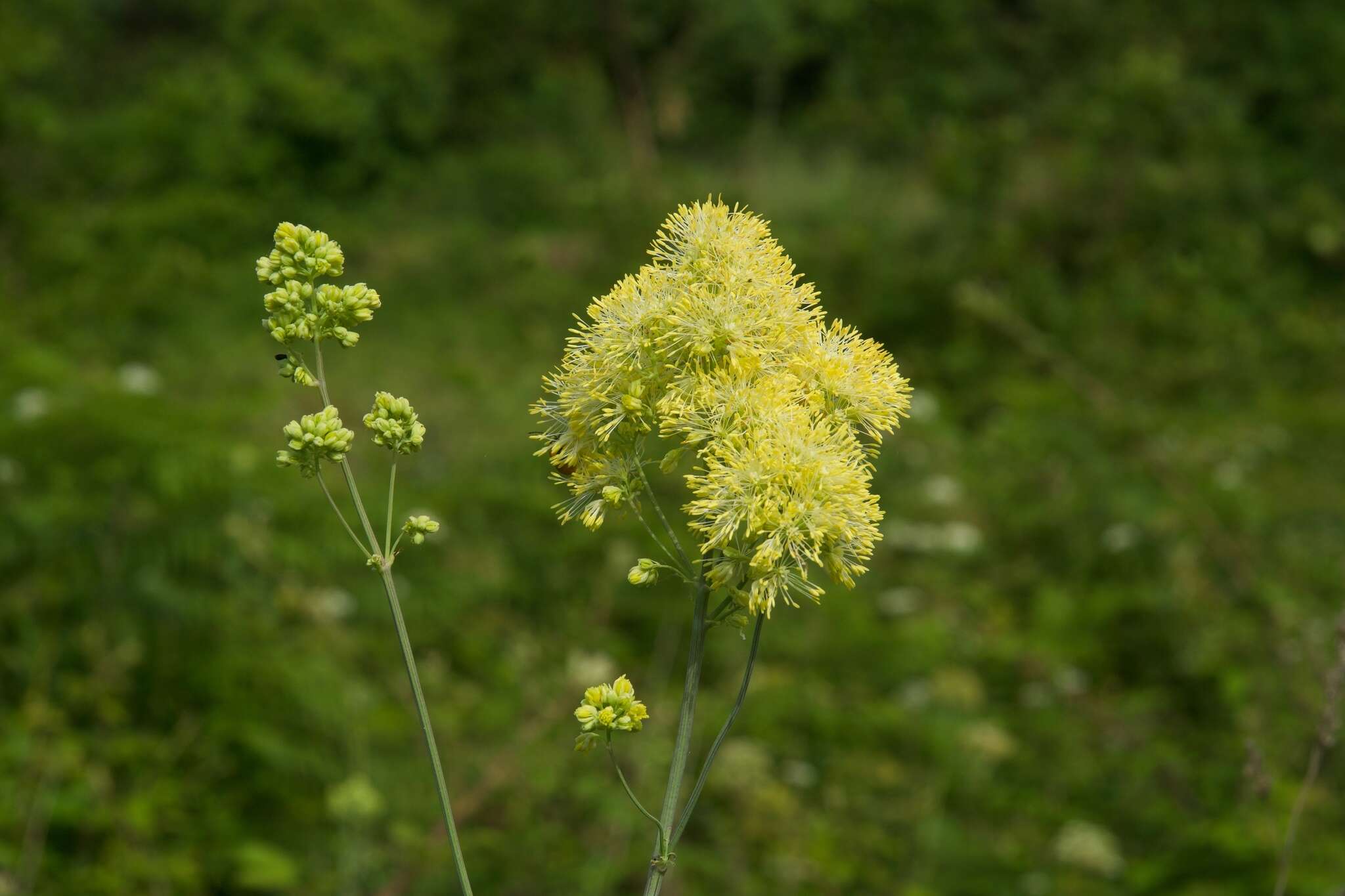 Image of Thalictrum speciosissimum L.