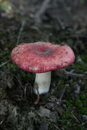 Image of Russula emetica (Schaeff.) Pers. 1796