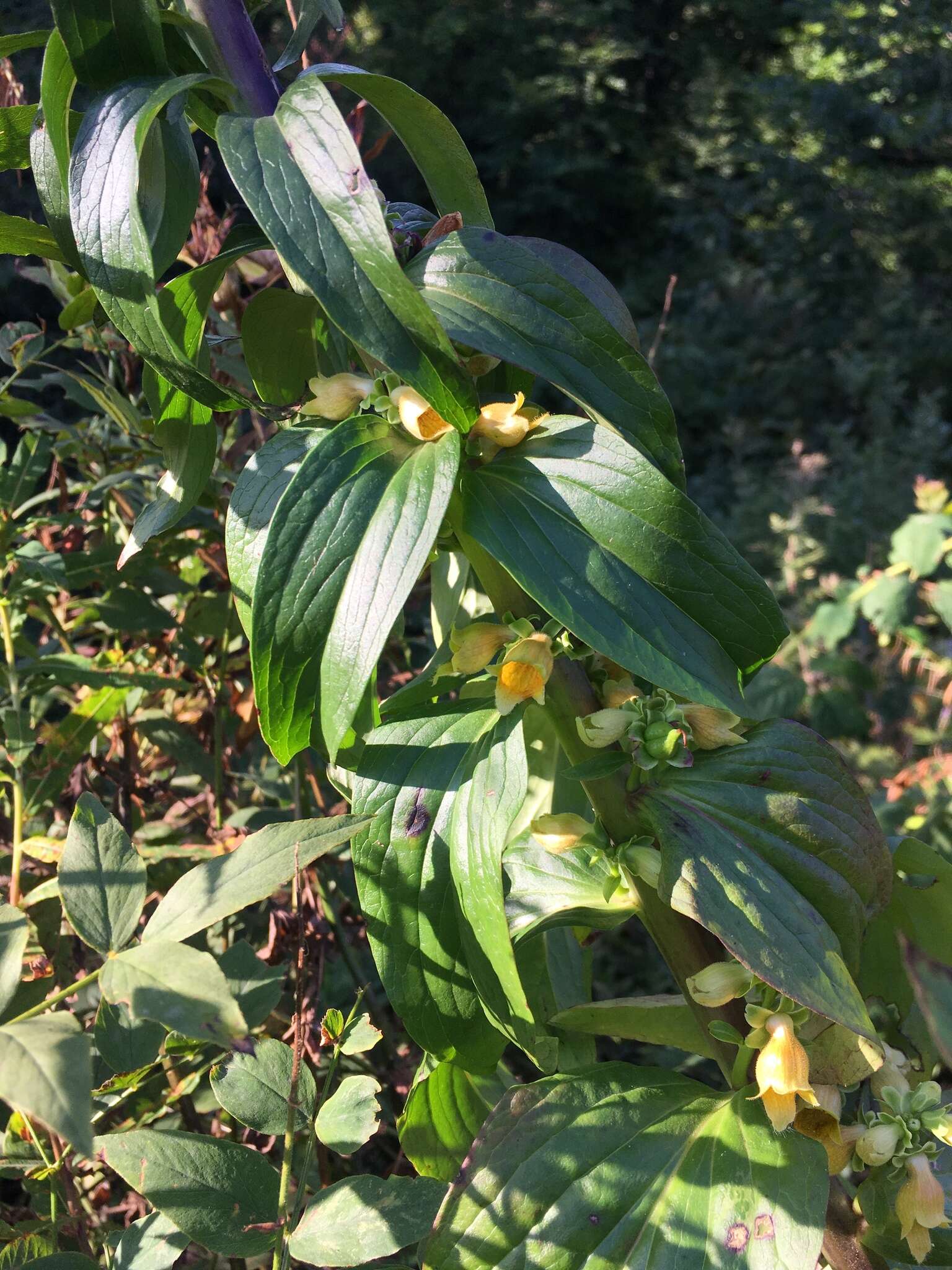 صورة Digitalis ferruginea subsp. schischkinii (Ivan.) Werner