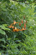 Image of Canada lily