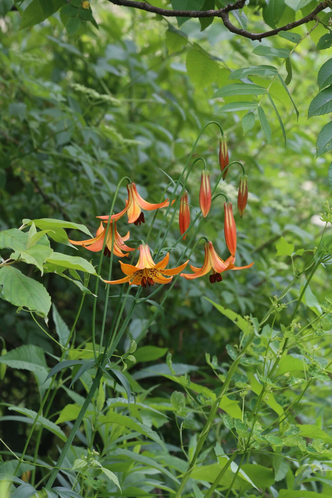 Lilium canadense L. resmi