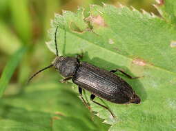 Image of Black Spruce Borer