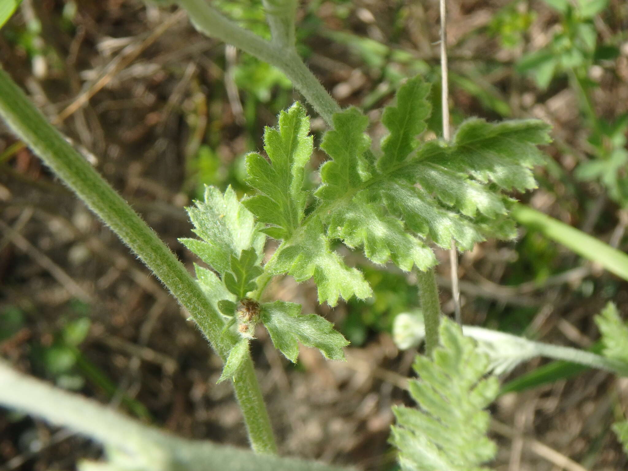 Tanacetum poteriifolium (Ledeb.) Grierson的圖片