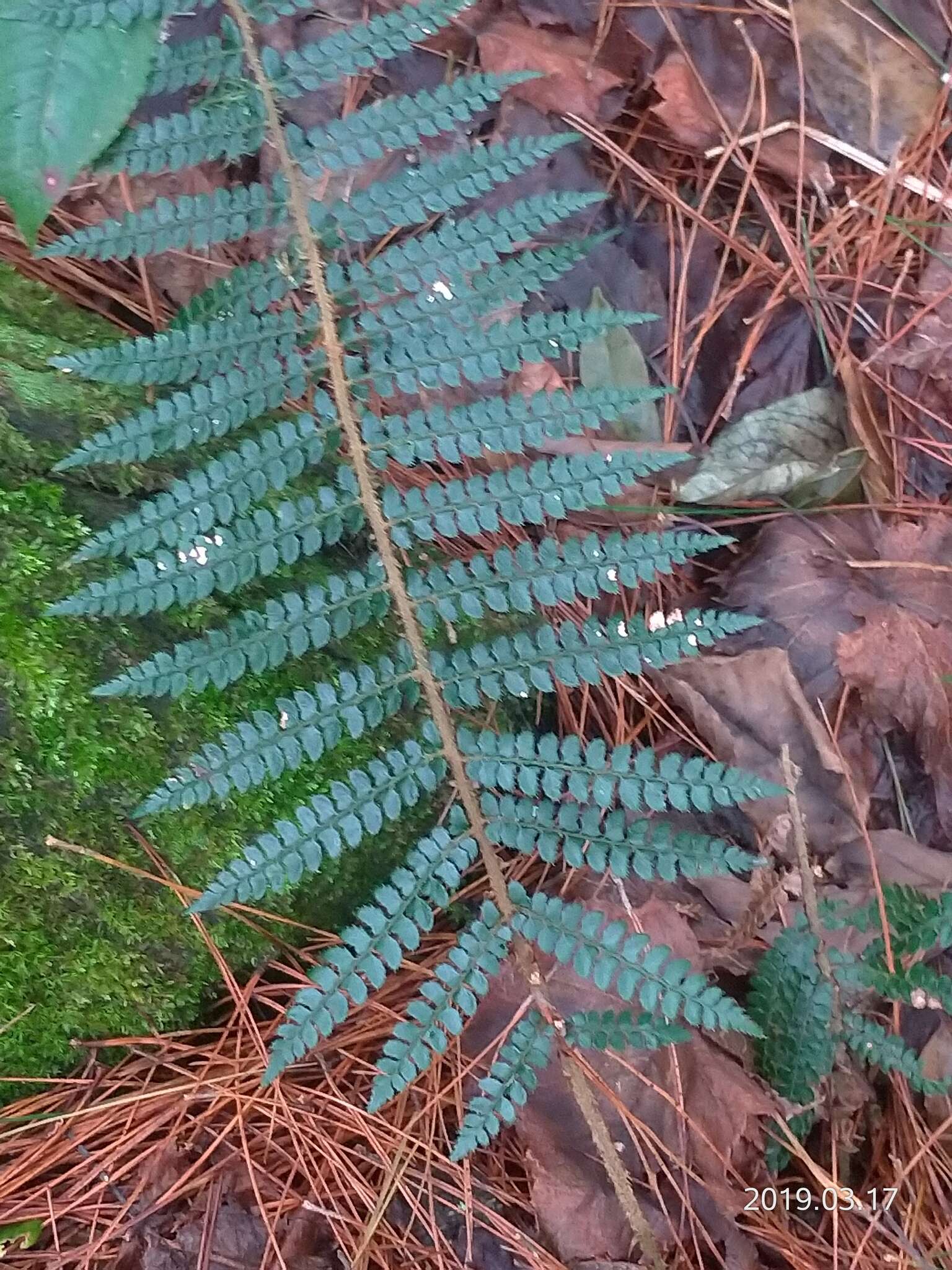 Image de Polystichum parvipinnulum Tag.