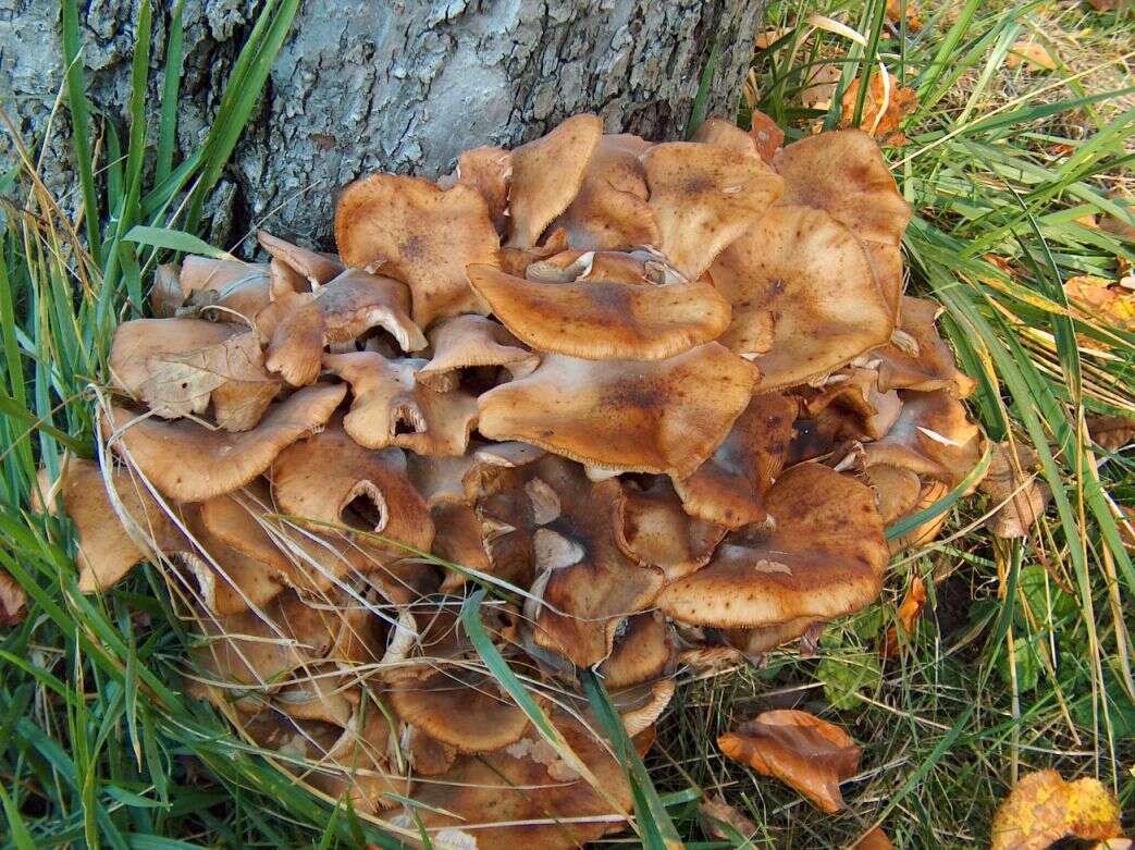 Image of Honey Fungus