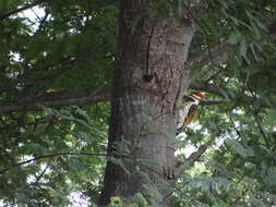 Image of Black-rumped Flameback