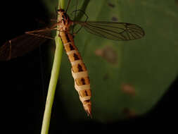 Plancia ëd Entomophaga tipulae (Fresen.) Humber 1989