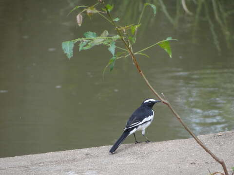 Image of White-browed Wagtail