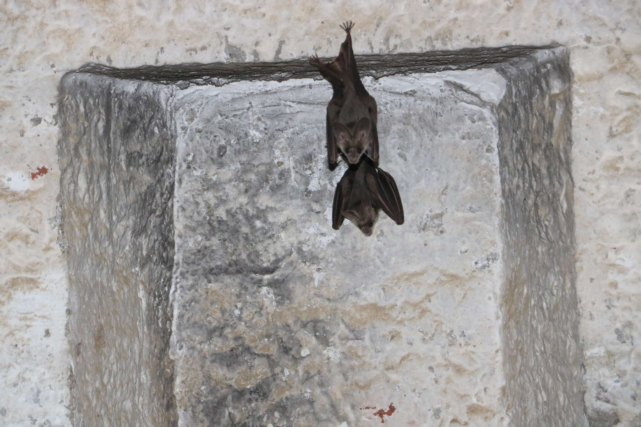 Image of Greater False Vampire Bat