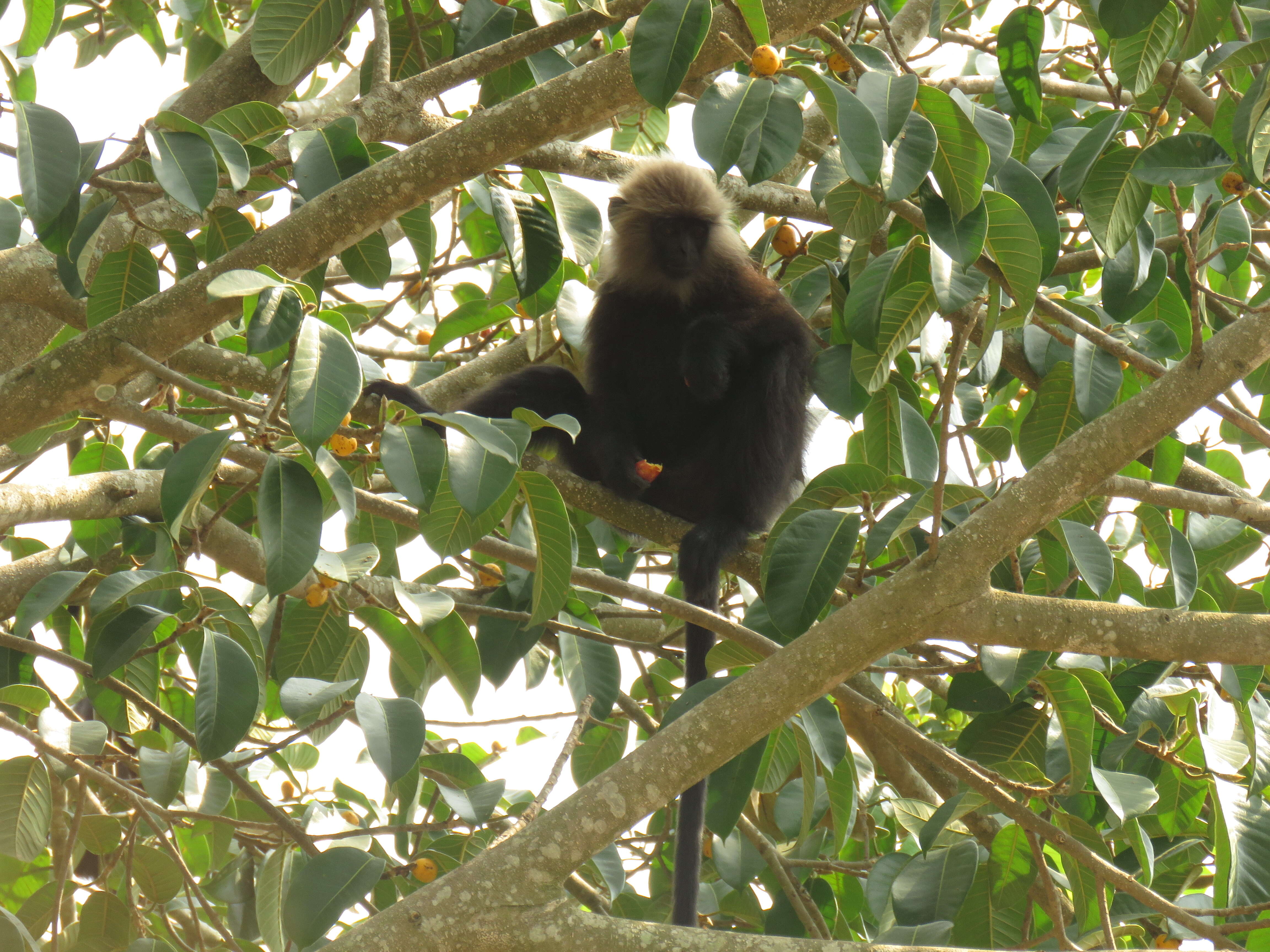 Image of Black Leaf Monkey