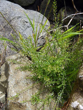 Image of Lepidium pseudotasmanicum Thell.