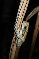 Image of Vermiculated Tree Frog