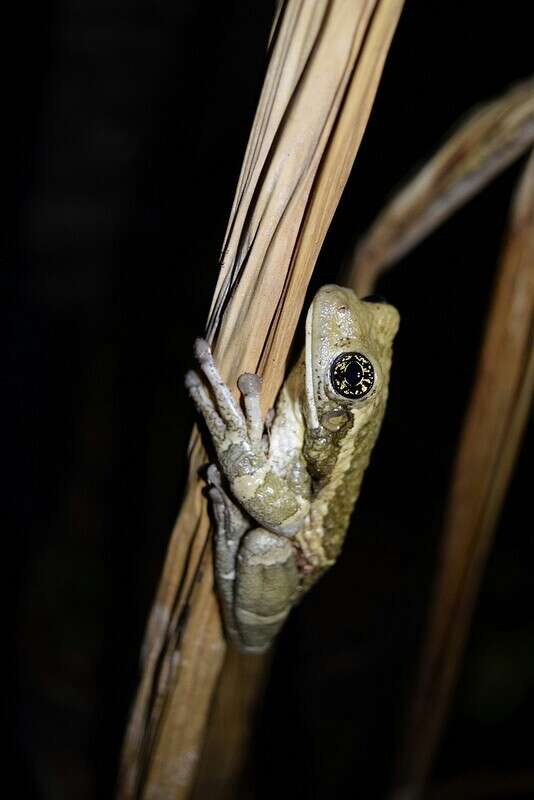 Image of Vermiculated Tree Frog
