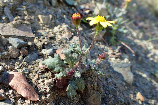 Image of eastern groundsel