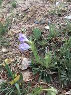 Image of James' beardtongue