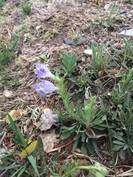 Image of James' beardtongue