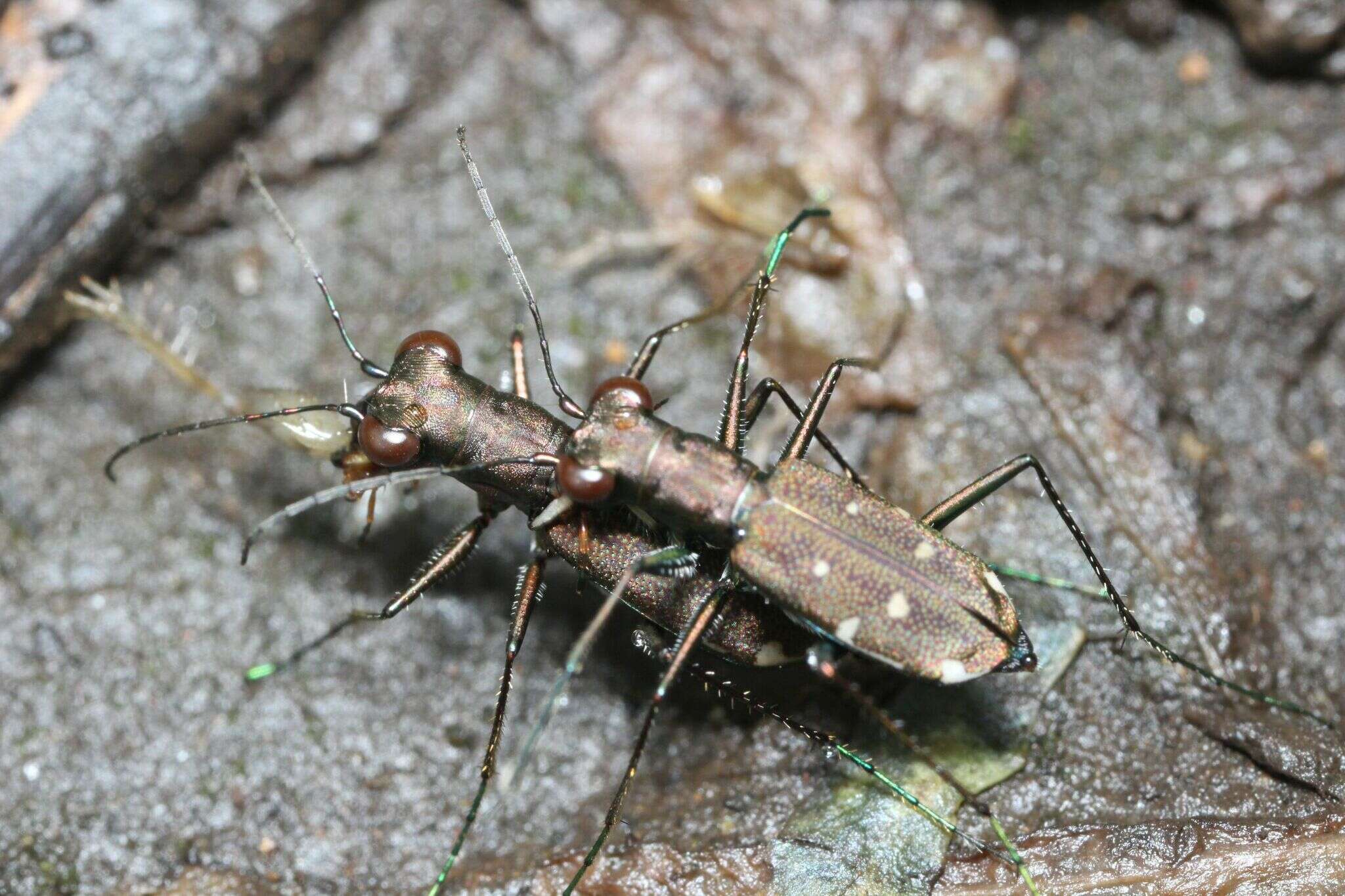 Cylindera (Ifasina) kaleea yedoensis (Kano 1933) resmi